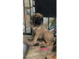 Mastiff Puppy for sale in New Braunfels, TX, USA