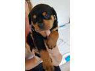 Rottweiler Puppy for sale in Manchester, TN, USA
