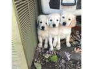 Golden Retriever Puppy for sale in Grayslake, IL, USA