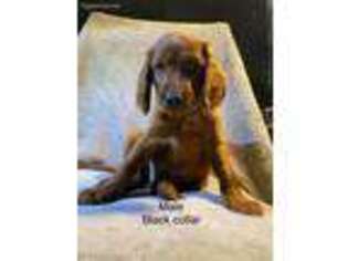 Irish Setter Puppy for sale in Enfield, NH, USA