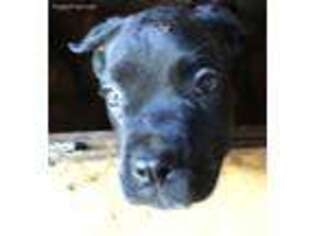 Cane Corso Puppy for sale in Palmetto, GA, USA