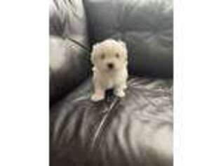 Maltese Puppy for sale in Bowling Green, KY, USA