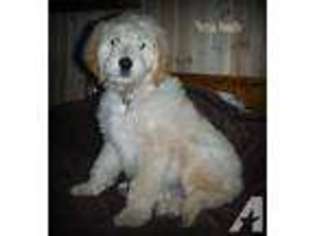 Goldendoodle Puppy for sale in SCOTTVILLE, MI, USA