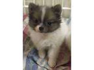 Mutt Puppy for sale in Northport, AL, USA