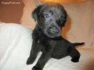 Labrador Retriever Puppy for sale in Nashville, TN, USA