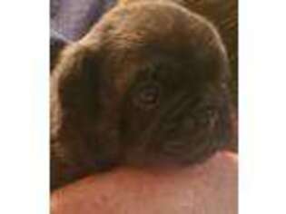 Pug Puppy for sale in Mc Connellsburg, PA, USA