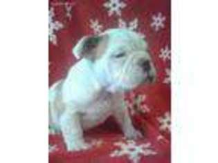 Bulldog Puppy for sale in Greenwood, WI, USA
