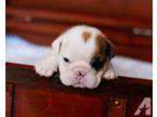 Bulldog Puppy for sale in ANNVILLE, KY, USA