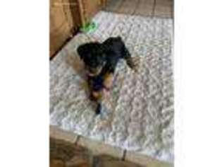 Rottweiler Puppy for sale in Dowagiac, MI, USA