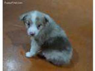 Australian Shepherd Puppy for sale in Frankston, TX, USA