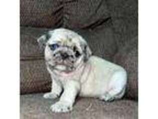 Pug Puppy for sale in Waymart, PA, USA