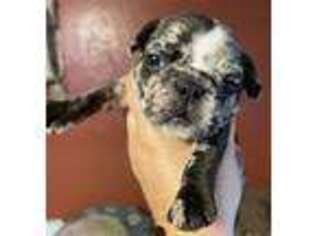 French Bulldog Puppy for sale in Del Rio, TX, USA