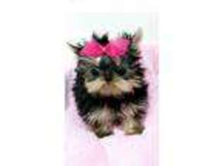 Yorkshire Terrier Puppy for sale in Dearborn Heights, MI, USA