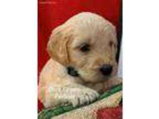 Goldendoodle Puppy for sale in Portsmouth, OH, USA