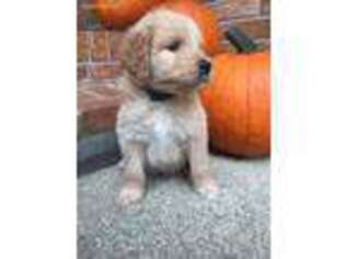 Goldendoodle Puppy for sale in Hillsville, VA, USA