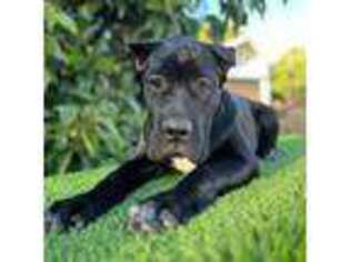 Cane Corso Puppy for sale in Upland, CA, USA