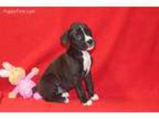 Boxer Puppy for sale in Corning, OH, USA