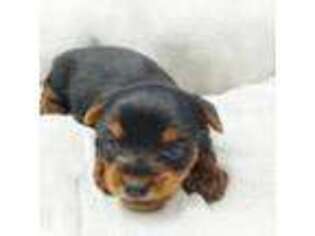 Yorkshire Terrier Puppy for sale in Grand Island, NE, USA