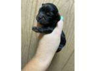 Cavapoo Puppy for sale in Indian Trail, NC, USA