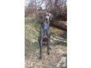 Great Dane Puppy for sale in RIFLE, CO, USA