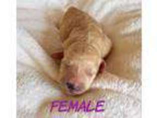 Goldendoodle Puppy for sale in Highland, IL, USA