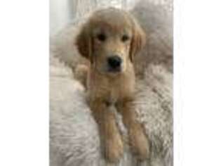 Golden Retriever Puppy for sale in Tracy, CA, USA