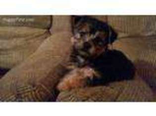 Yorkshire Terrier Puppy for sale in Lizella, GA, USA