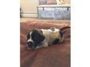 Wirehaired Pointing Griffon Puppy for sale in Fallon, NV, USA