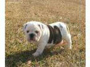 Bulldog Puppy for sale in Bogue Chitto, MS, USA