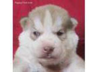 Siberian Husky Puppy for sale in Heppner, OR, USA