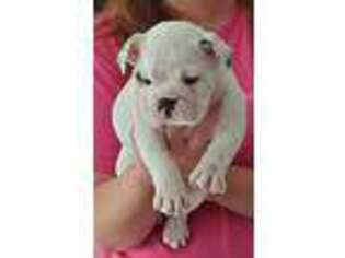 Bulldog Puppy for sale in Watkinsville, GA, USA