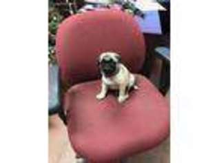 Pug Puppy for sale in Walton, KY, USA