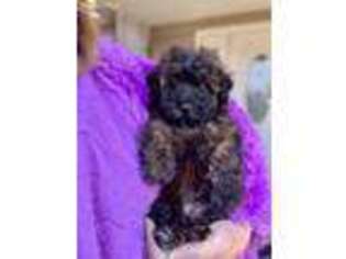 Soft Coated Wheaten Terrier Puppy for sale in Gurnee, IL, USA