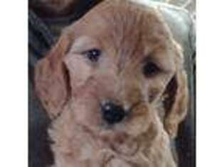 Goldendoodle Puppy for sale in Hutchinson, MN, USA