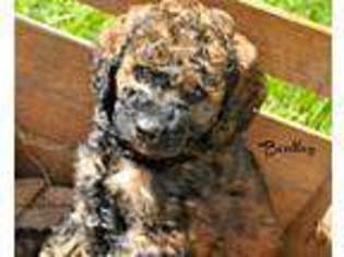 Labradoodle Puppy for sale in Sellersville, PA, USA