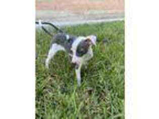 Italian Greyhound Puppy for sale in Brownsville, TX, USA