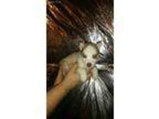 Siberian Husky Puppy for sale in Darlington, MD, USA