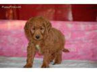 Goldendoodle Puppy for sale in Ann Arbor, MI, USA