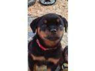 Rottweiler Puppy for sale in Rubicon, WI, USA