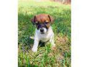 Jack Russell Terrier Puppy for sale in Palo Pinto, TX, USA