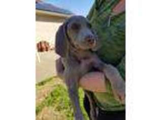 Weimaraner Puppy for sale in Belton, TX, USA