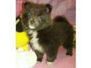 Pomeranian Puppy for sale in York, SC, USA