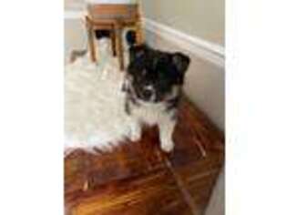 Mutt Puppy for sale in Olathe, KS, USA