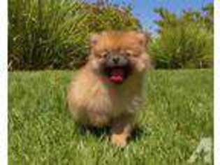 Pomeranian Puppy for sale in San Diego, CA, USA