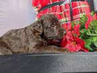 Labradoodle Puppy for sale in Walhalla, SC, USA
