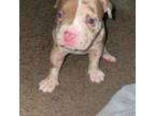 Mutt Puppy for sale in Elkhart, IN, USA