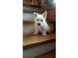 West Highland White Terrier Puppy for sale in La Vernia, TX, USA