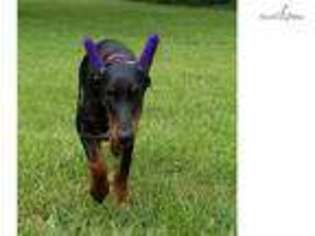 Doberman Pinscher Puppy for sale in Lawrence, KS, USA
