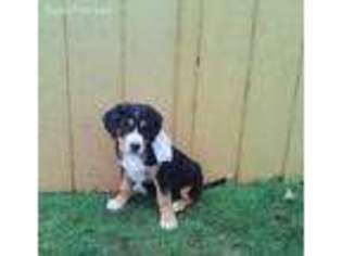 Greater Swiss Mountain Dog Puppy for sale in Blain, PA, USA