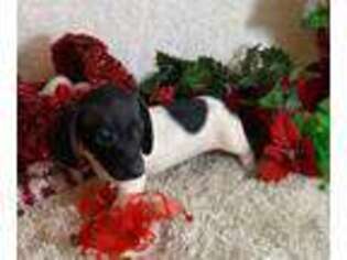 Dachshund Puppy for sale in Walsh, CO, USA